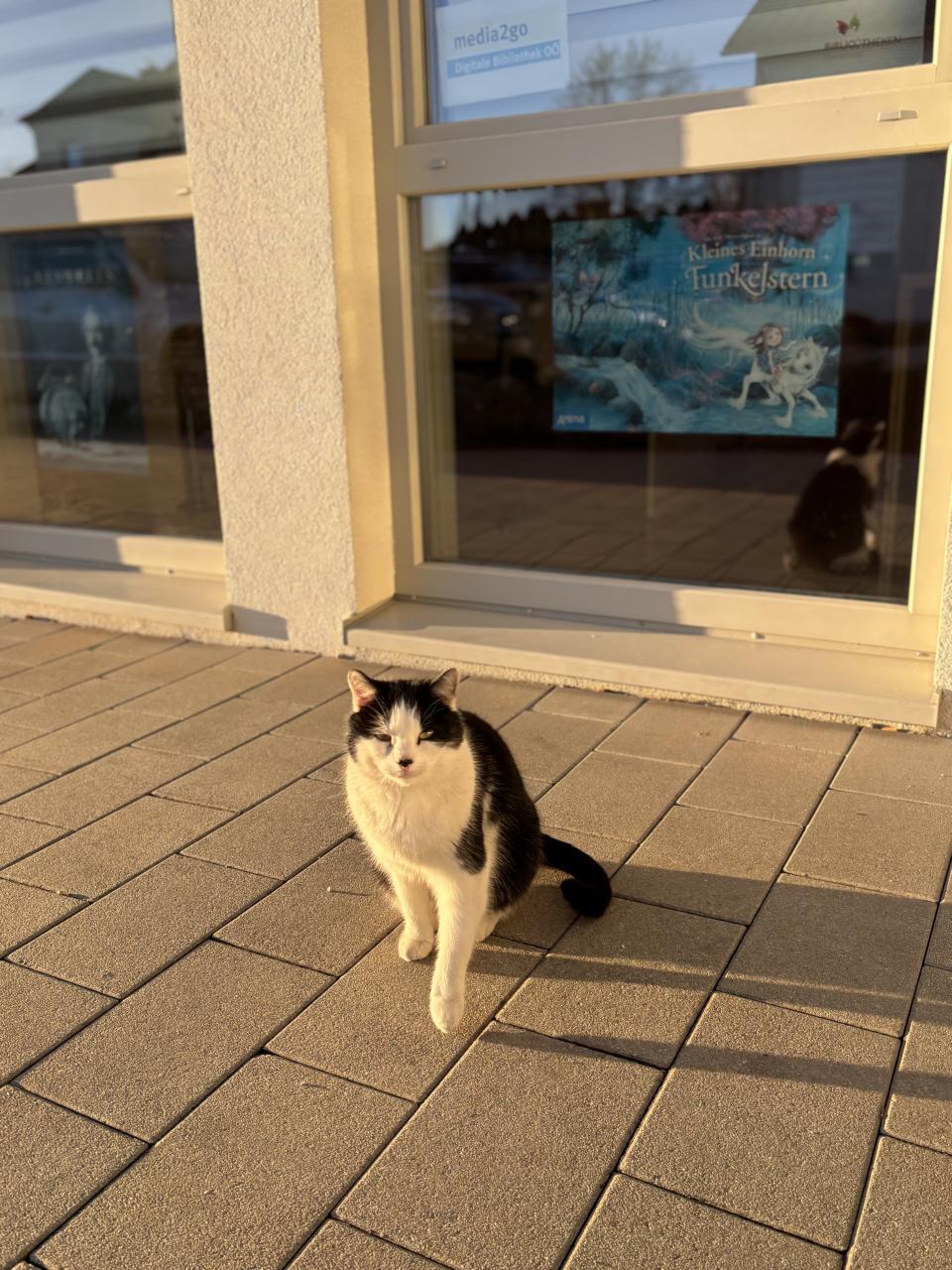 Immer da - unsere Bücherei-Katze